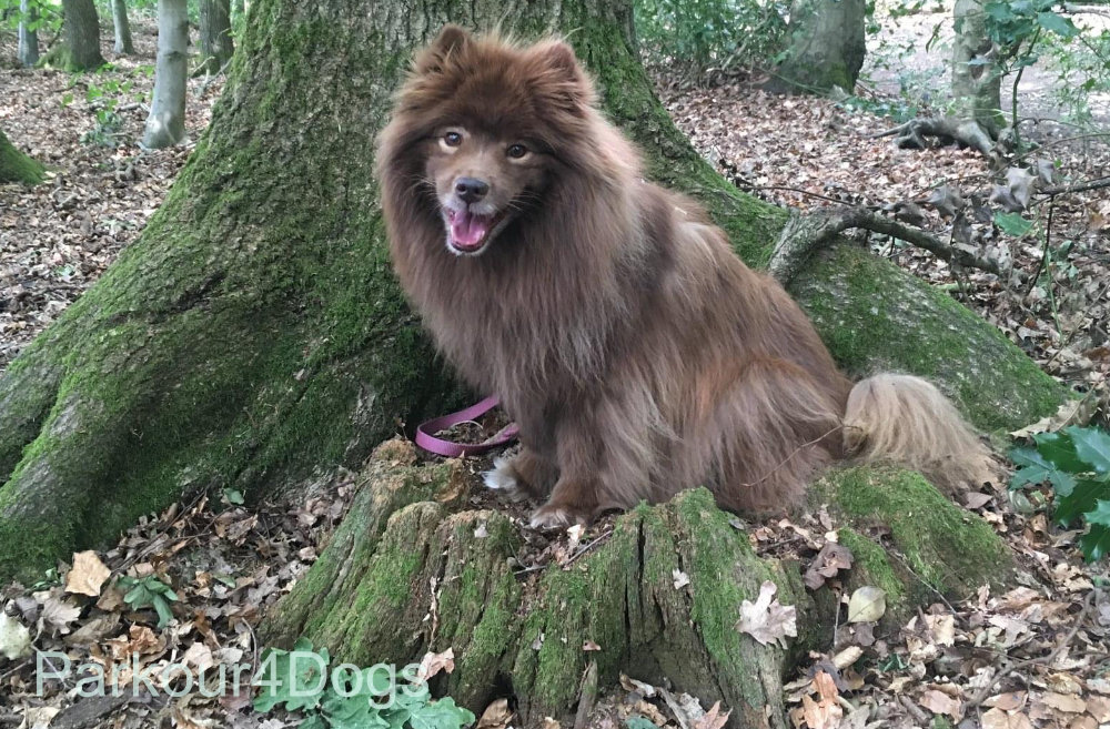 Eeva practising her Parkour